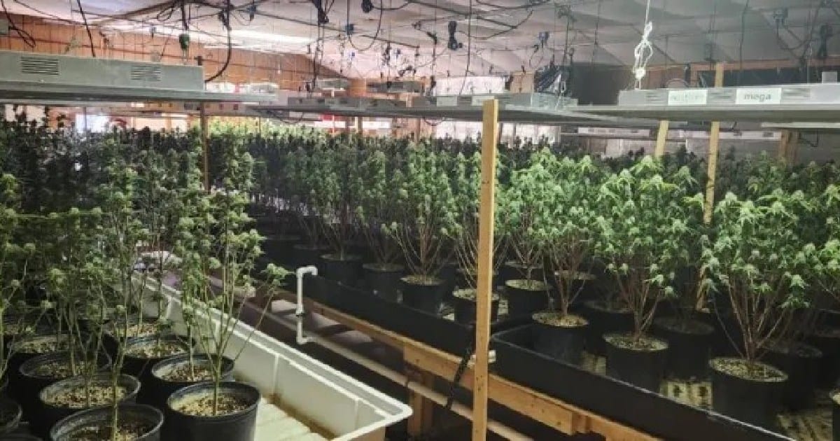 Hallan 2 mil plantas de cannabis al interior de una iglesia; las resguardaban con explosivos