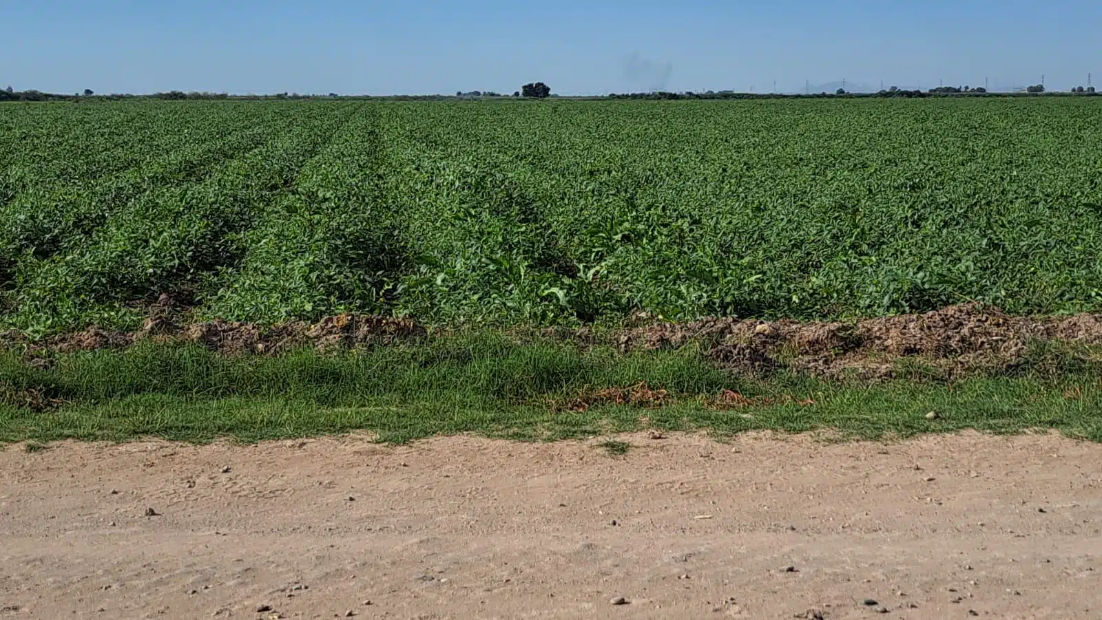 Hectárea con siembra en Culiacán