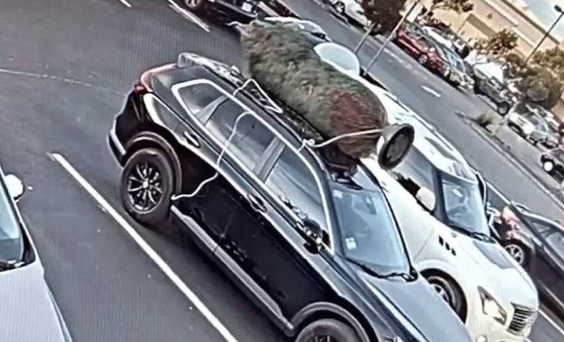 Hombre roba árbol de navidad de un estacionamiento
