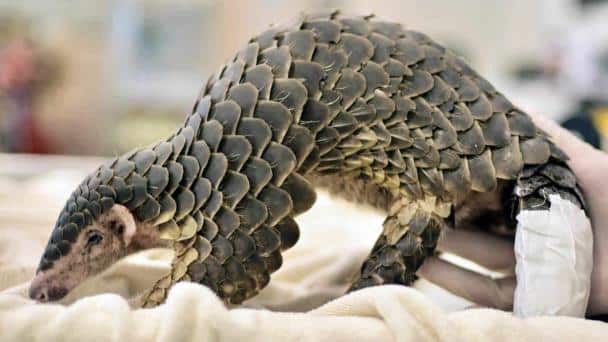 Incautan más de 2 mil animales vivos en peligro de extinción