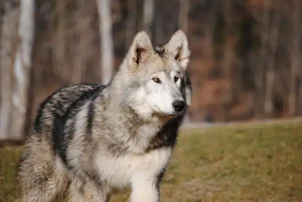 Lobo asesina a bebé de tres meses; tenían al mamífero como la mascota de la familia