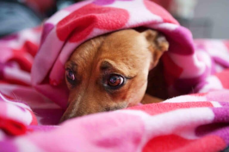 Las mascotas son de las más afectadas por el uso de pirotecnia.