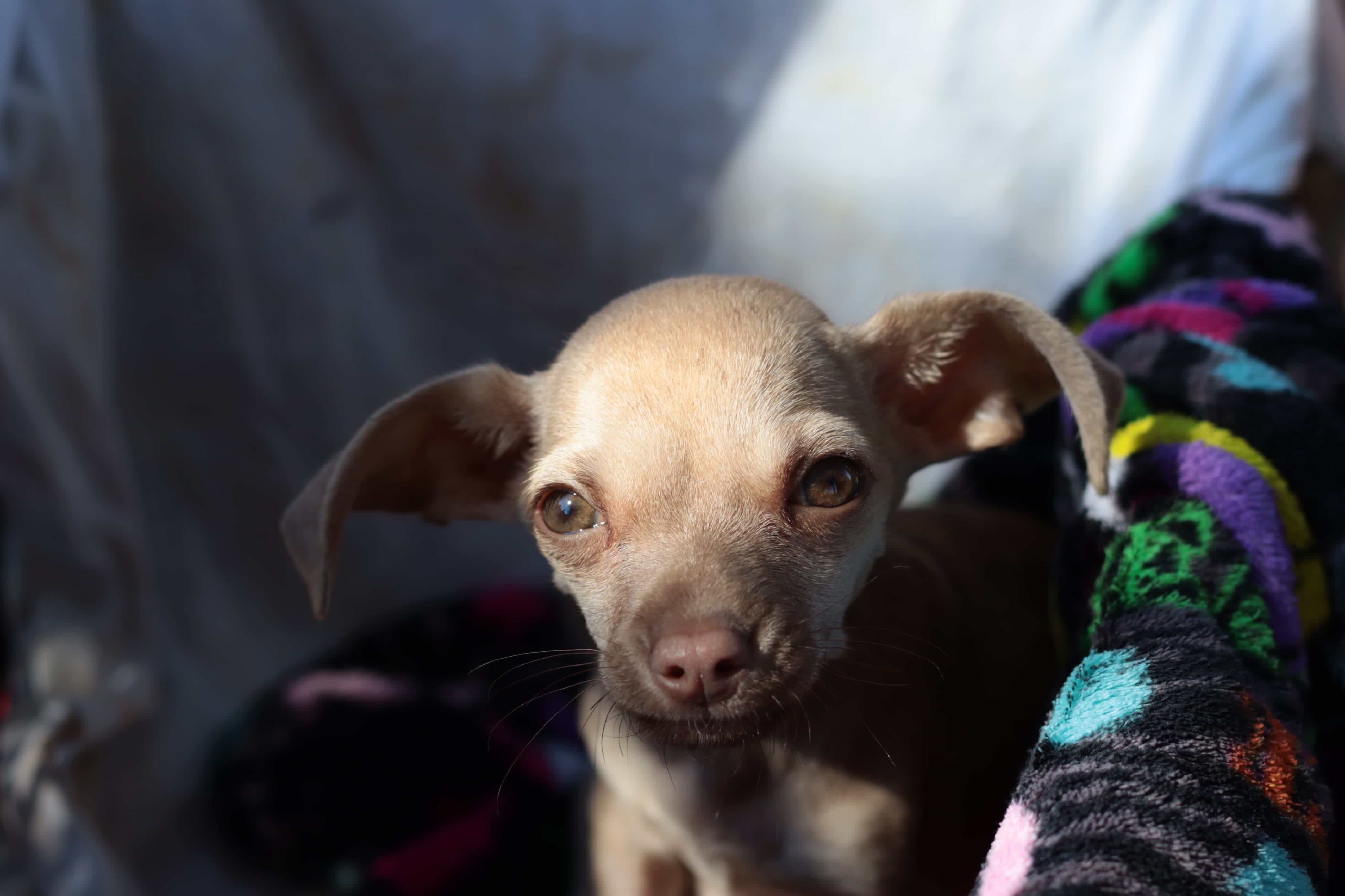 Perrito que perdió su hogar a causa de la pirotecnia