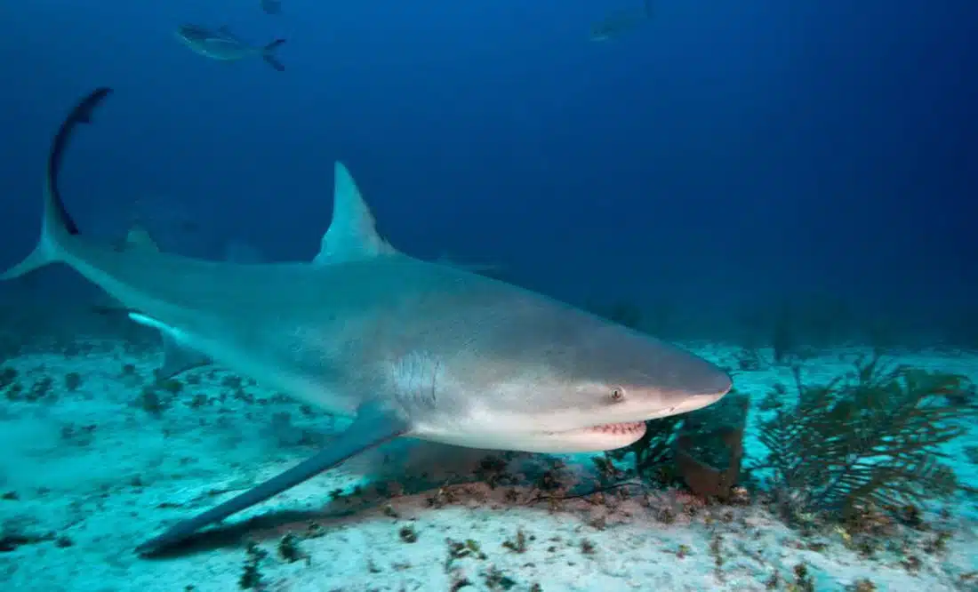 Muere otra turista por ataque de tiburón, ahora en las Bahamas