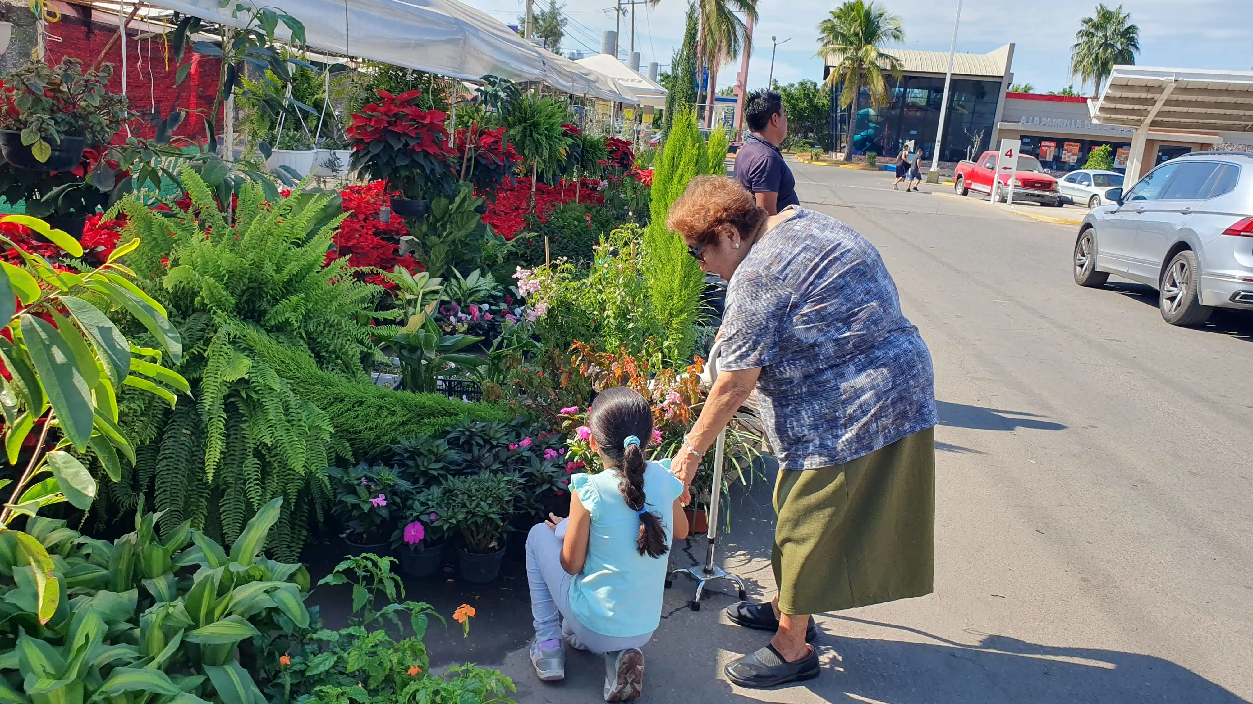 Flores de Nochebuena son las más buscada en Mazatlán.