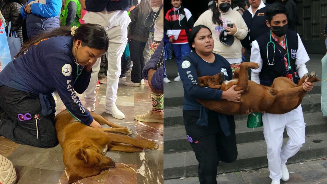 Paramédicos atienden a perro que se desmayó del cansancio