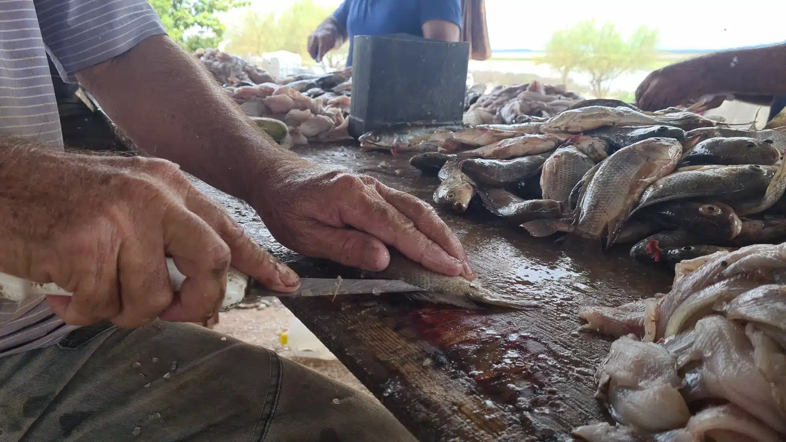 Manos de una persona limpiando pescados