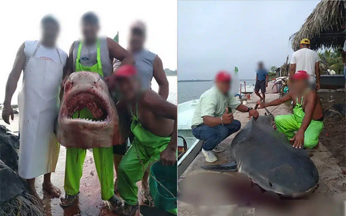 Pescador captura a enorme tiburón de más de 300 kilos en las costas de Tamaulipas 
