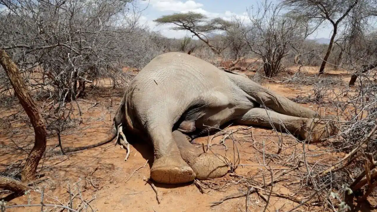 Reportan al menos 100 elefantes muertos por sequía en Zimbabue