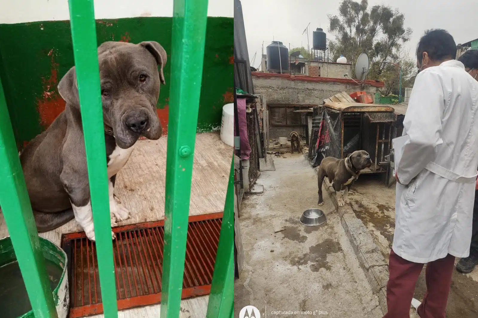 Rescatan a 13 pitbulls que vivían hacinados en la CDMX