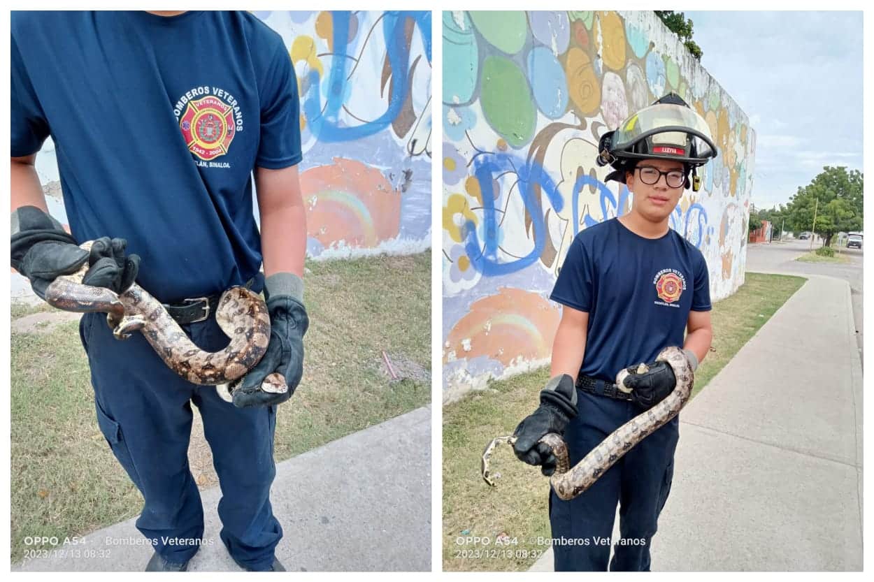 CUEERPO DE BOMBEROS VETERANOS DE MAZATLÁN RESCATAN SERPIENTE.