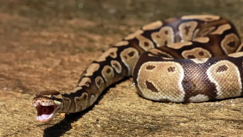 A mordiscos hombre se defiende de serpiente pitón