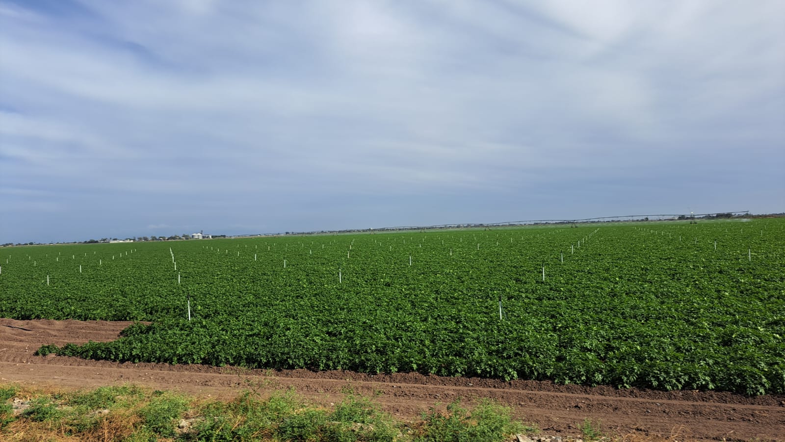 Siembra en Culiacán