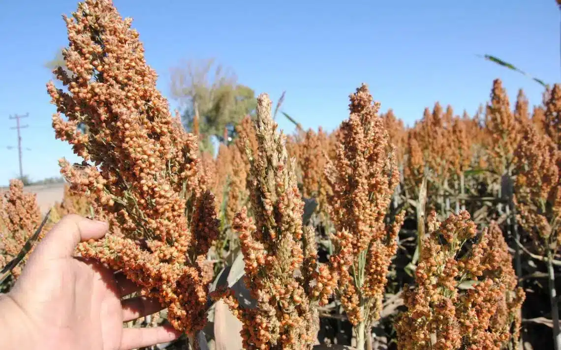 Planta de sorgo