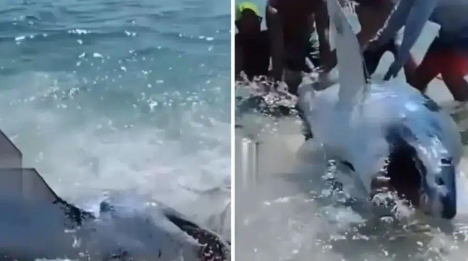 Tiburón desata pánico en Florida