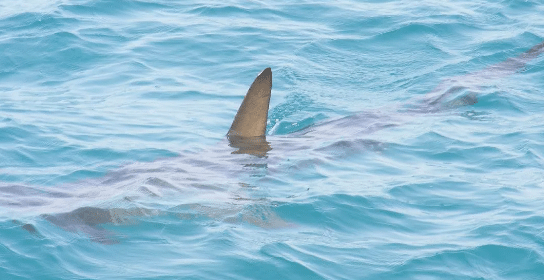 Tiburón en el mar