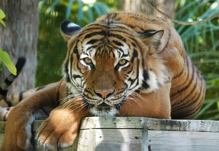Visitante es devorado por tigres en zoológico de Pakistán