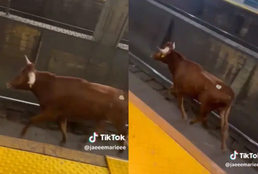 Toro irrumpe en tren de Nueva York