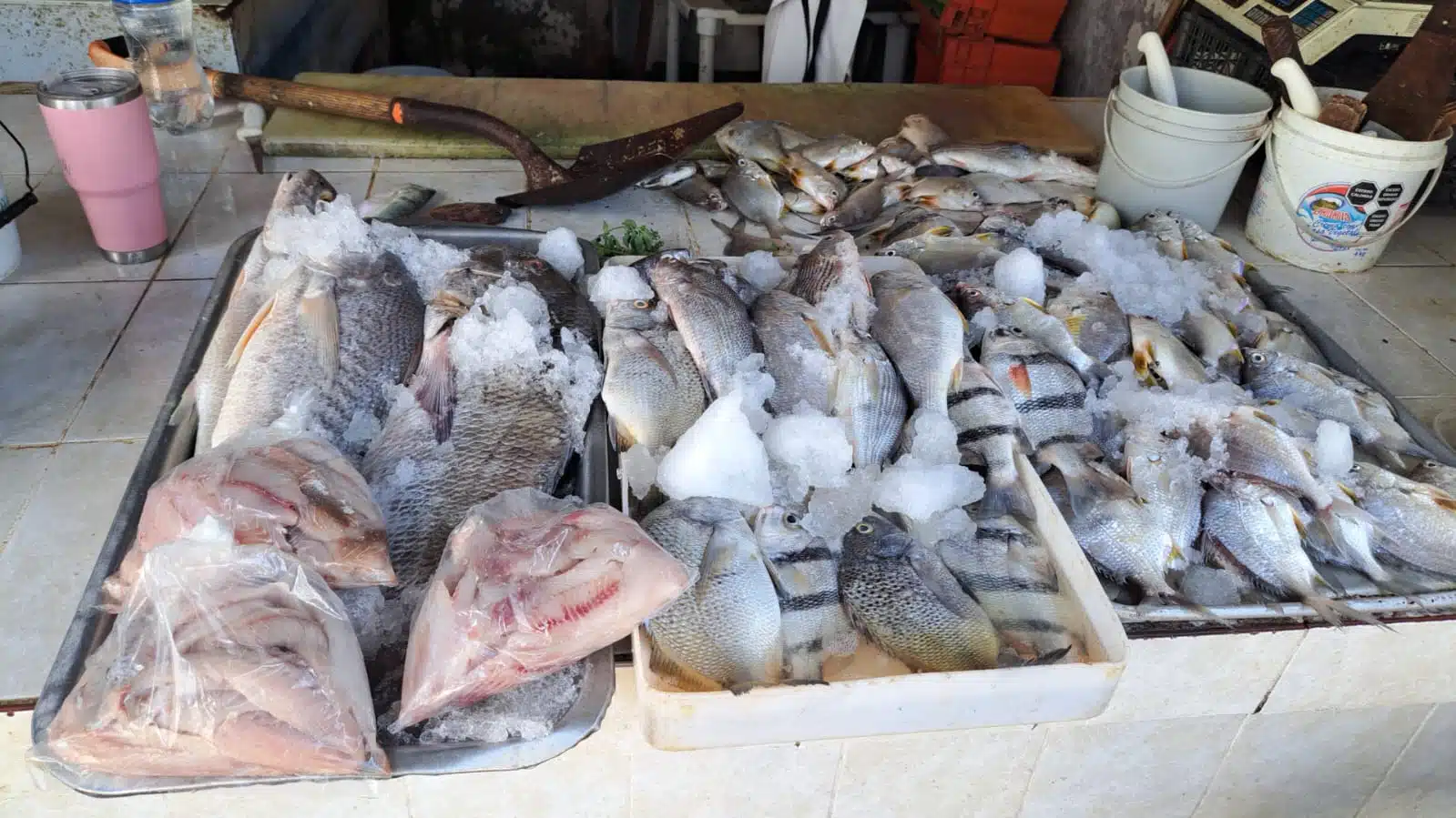 Pescado fresco a la venta en Mazatlán