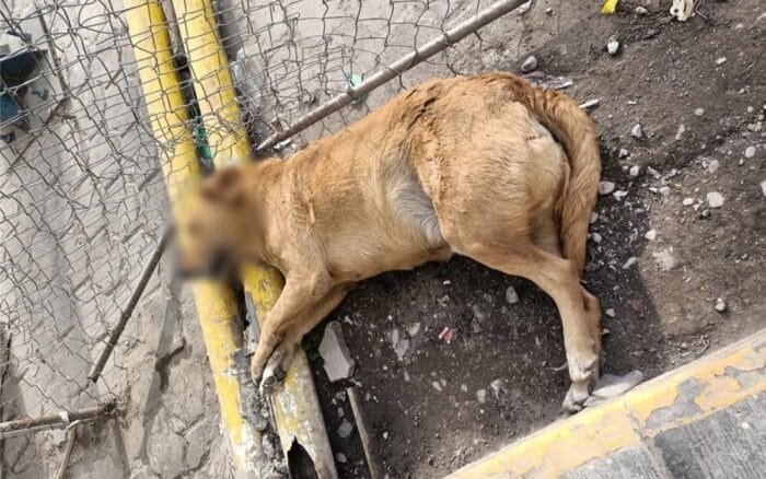 Perro muerto en banqueta 