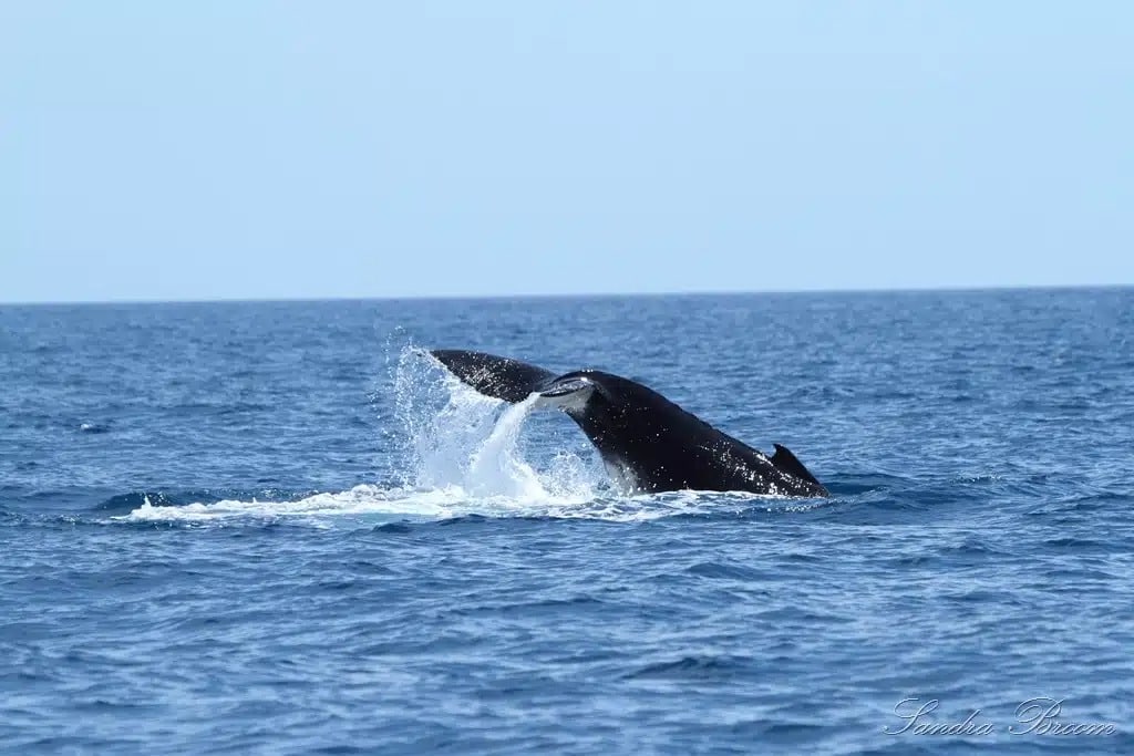 MAr y ballena