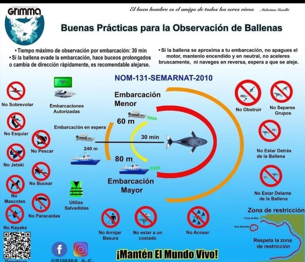 Protocolos a seguir de ballenas