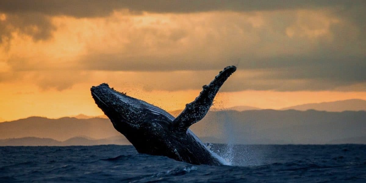 Avistamiento de Ballenas en Sinaloa