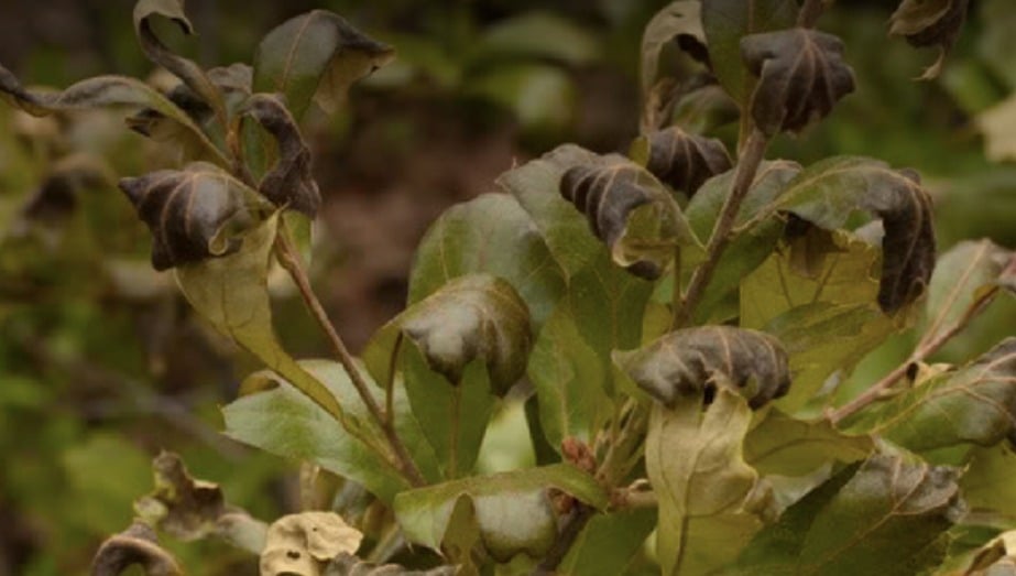 Planta quemada por heladas