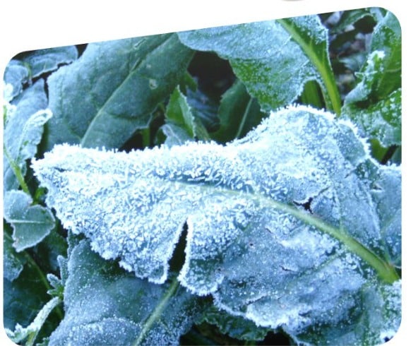 Frío, heladas y temperatudas