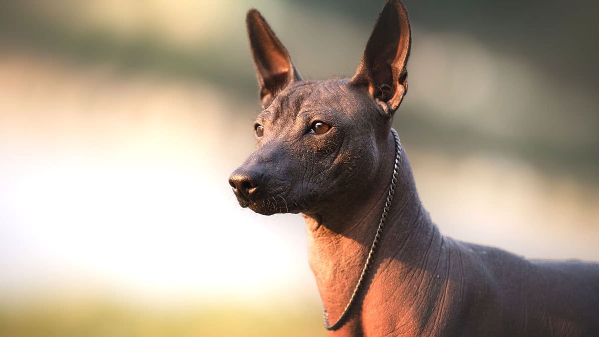 Perro de raza mexicana