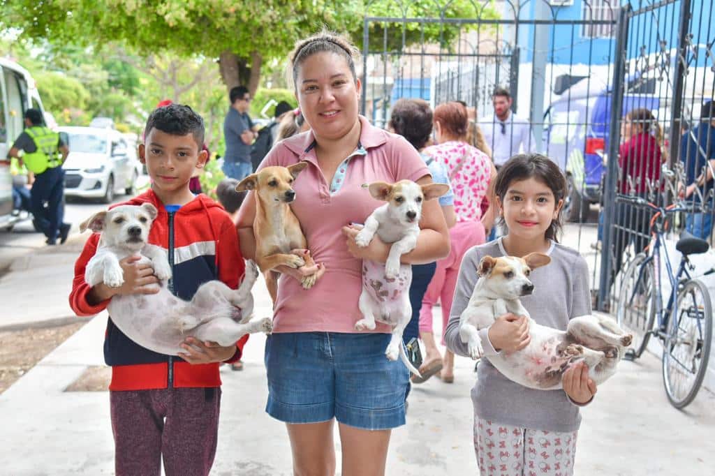 El centro rescata de la vía pública entre 20 y 30 perros al mes.