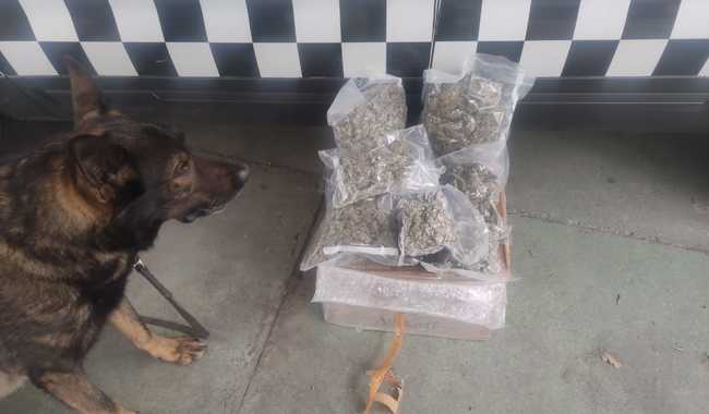 Perros de la Guardia Nacional con Mariguana