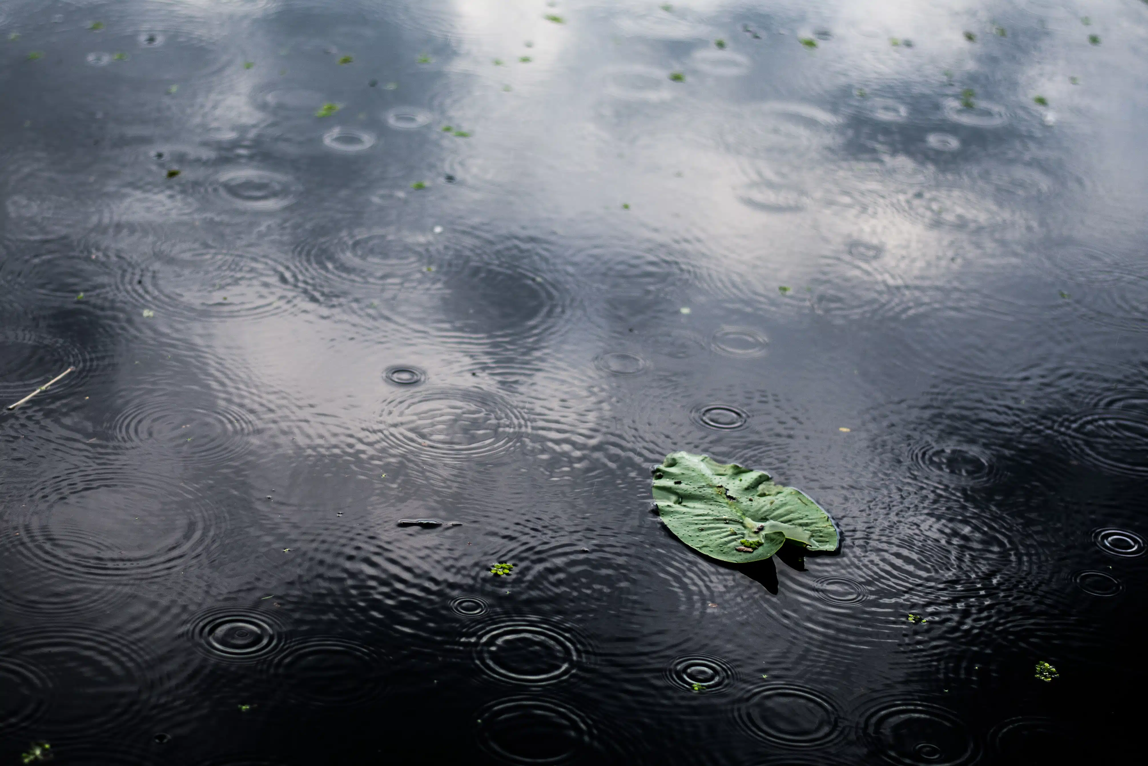 High angle closeup shot of an isolated green leaf in a puddle on a rainy day