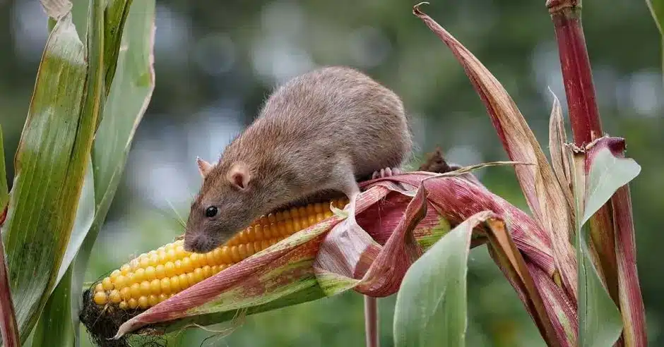 Rata de campo sobre una mazorca de maíz