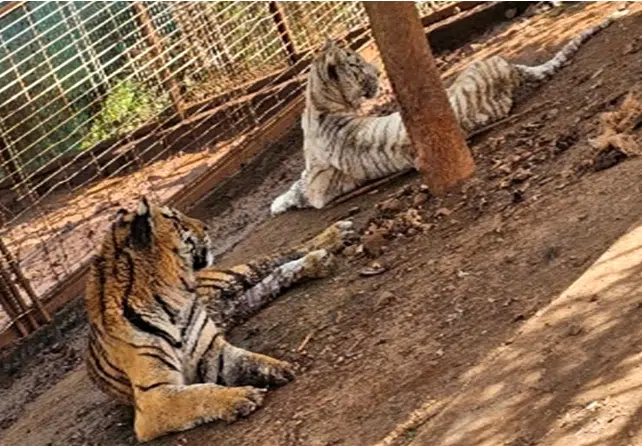 Tigres en rancho de Jalisco