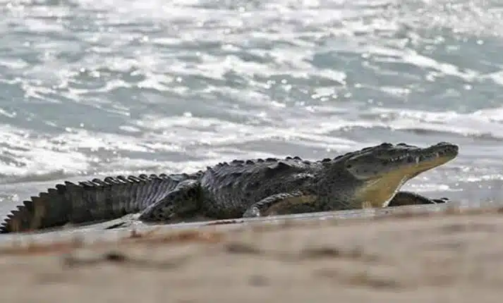 ¡Alerta! Reportan presencia de cocodrilos en playas de Ixtapa Zihuatanejo