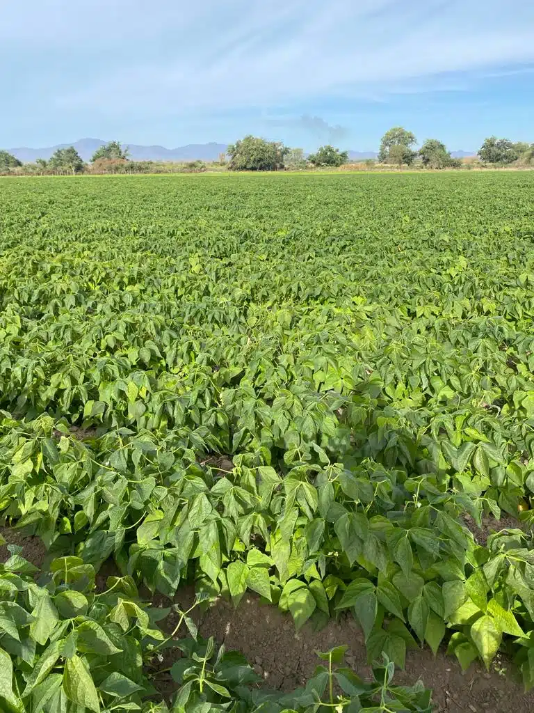 Daños en la siembras por heladas en el valle de El Fuerte