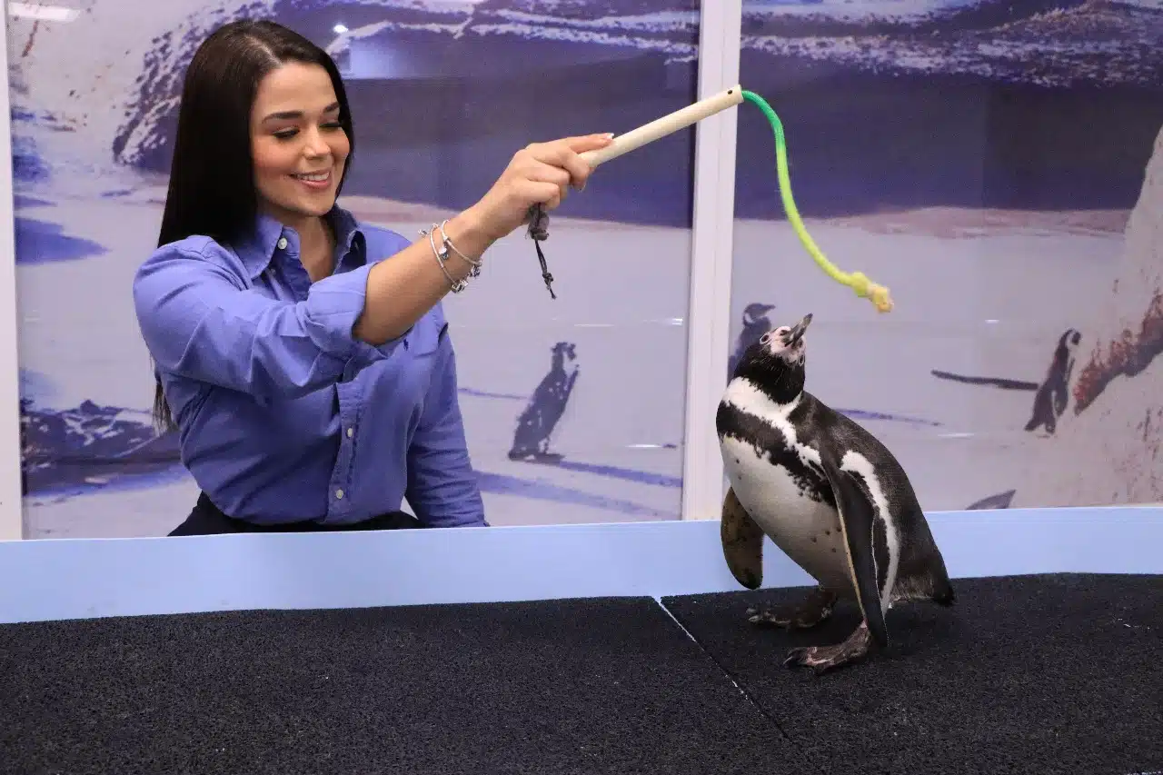 Pingüino jugando con una entrenadora en el Gran Acuario Mazatlán 