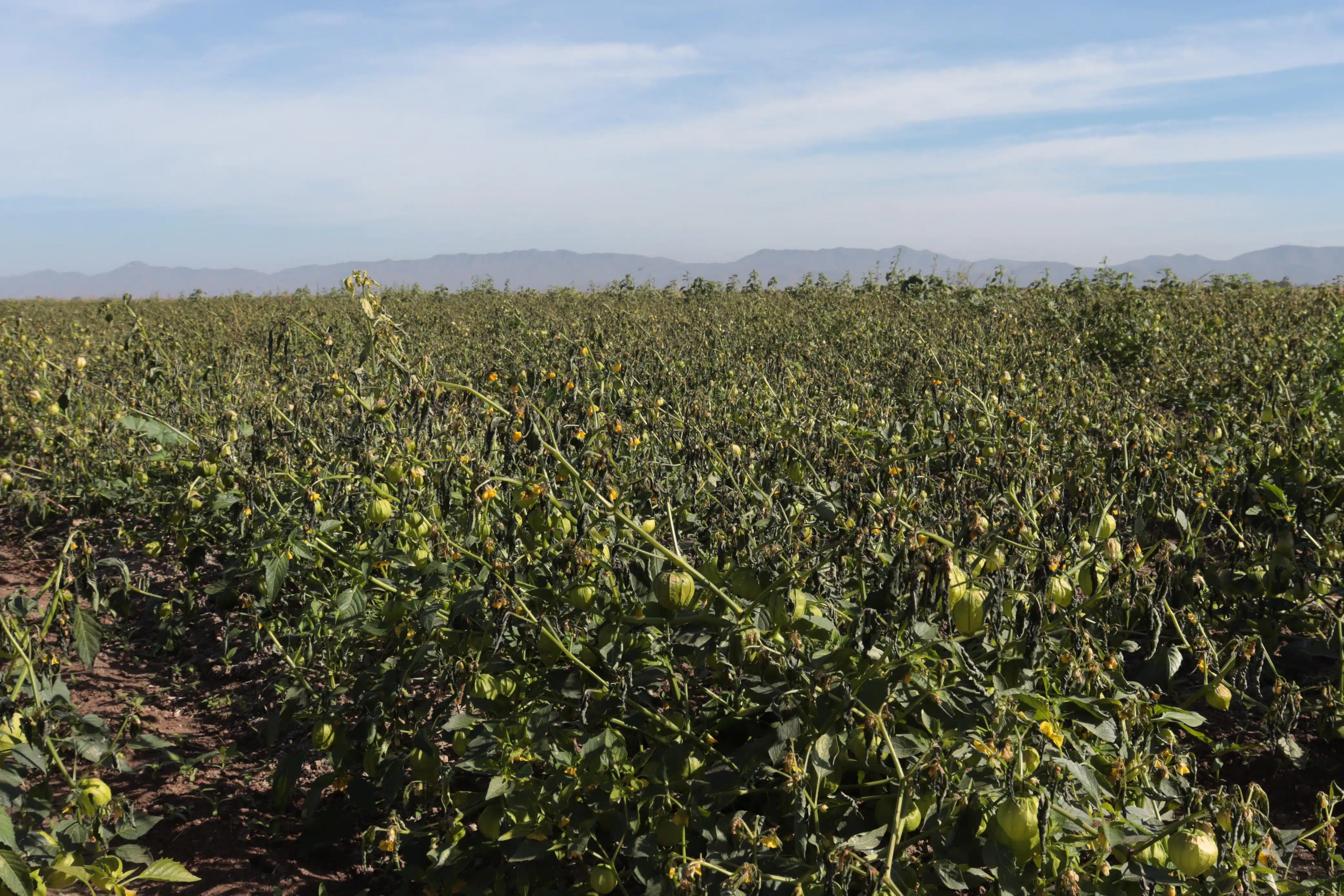 Cultivos dañados por heladas en el Valle del Carrizo