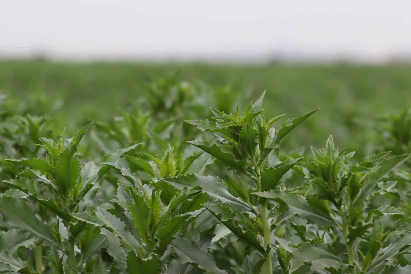 Cultivo de cártamo