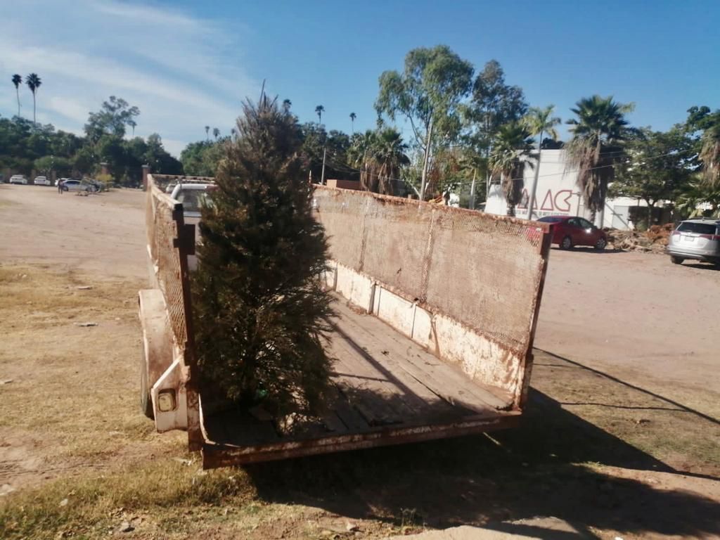 El 30 de enero acaba en Ahome la campaña de acopio de pinos naturales