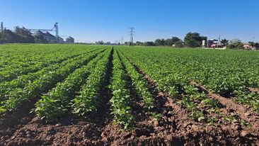 Segalmex fijó los precios de garantía para la cosecha de granos y otros alimentos