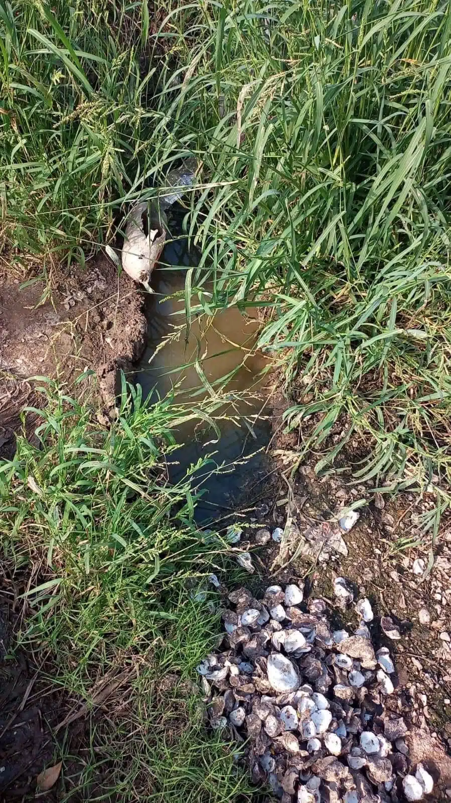 Aguas negras en Bachomobampo 2