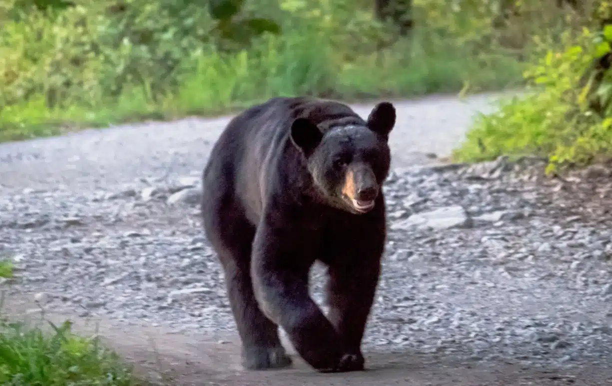 Alertan por presencia de osos en Monterrey; piden extremar precauciones