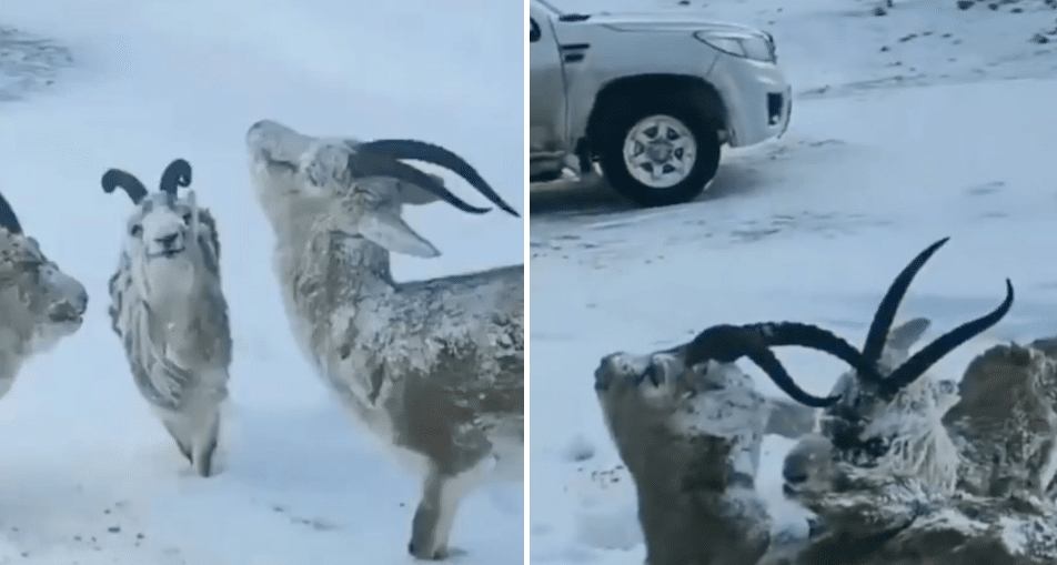 Animales en Noruega se congelan por bajas temperaturas