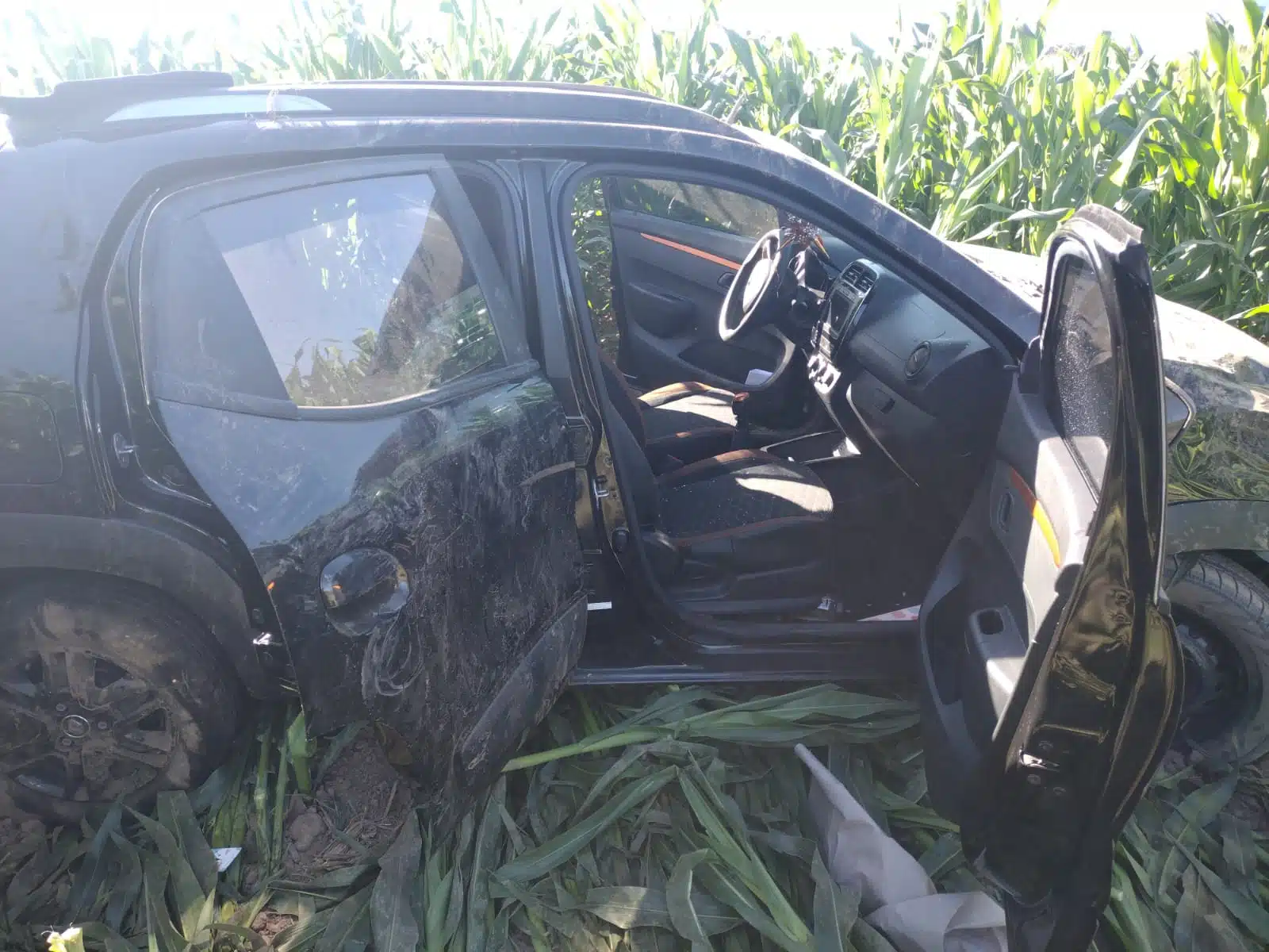 Auto negro accidentado en campo de maíz en Guasave