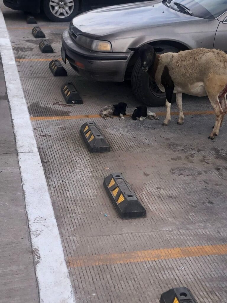 Borrega en estacionamiento en Guasave.