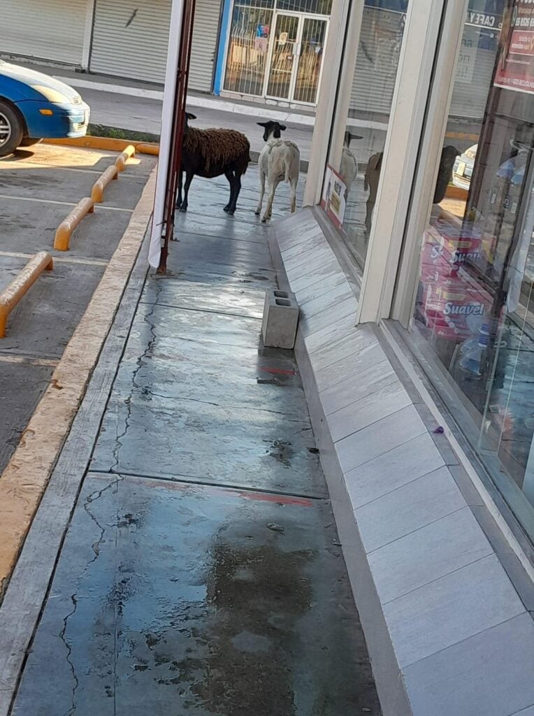 Borregas fuera de tienda Oxxo