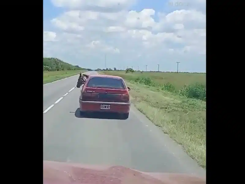 Viralizan imágenes de un caballo en un Renault