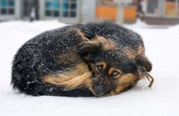 Cárcel a quienes dejen a su perro en el frío en Texas